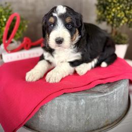 Heidi - Black tri-color female Aussiedoodle puppy in Ohio from Holley Doodles
