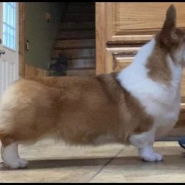 Pia - Pembroke Welsh Corgi