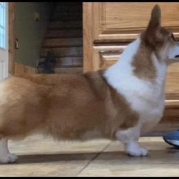 Pia - Pembroke Welsh Corgi
