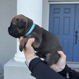 Cane Corso Puppies from Valyrian Cane Corsos