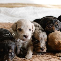 Bernedoodle and Schnoodle Puppies from Grand Lake Poodles & Doodles