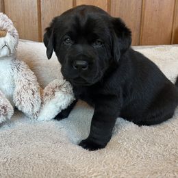 Labrador Retriever Puppies from CopperRidge Labs
