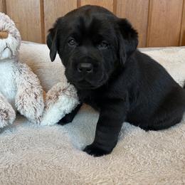 Labrador Retriever Puppies from CopperRidge Labs