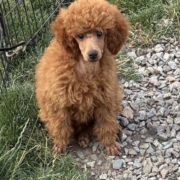 Poodle Puppies from Top Shelf Toy Dogs