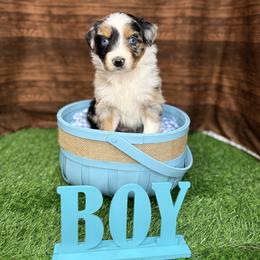Boy 3 - Blue merle male Australian Shepherd puppy in Crystal River, Florida from Copper Top Aussies