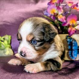Merle Haggard - Blue merle male Toy Australian Shepherd puppy in Shepherd, Texas from GAMALA Farm & Kennels