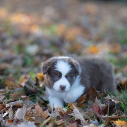 Australian Shepherd Puppies from McDonald Farm's Australian Shepherds