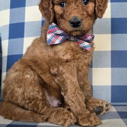 Percy - Red  male Goldendoodle puppy in Galt, Missouri from Only Doodles!