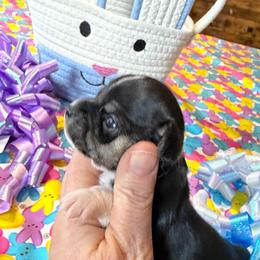 Darin - Black and tan male Chihuahua puppy in Seneca, Missouri from Stephanie’s Puppy Colony