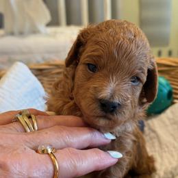 Cider - Brown male Maltipoo puppy in South Jordan, Utah from Ollie-Pop Paws Breeding