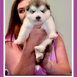 Girl 3 - Gray and white female Alaskan Malamute puppy in Ramsey, Minnesota from Windchaser Kennels