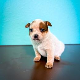 Violet collar - Red speckled female Australian Cattle Dog puppy in Spokane, Washington from 4D Cattle Dogs