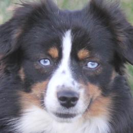 Nitro - Toy Australian Shepherd
