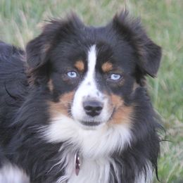 Nitro - Toy Australian Shepherd