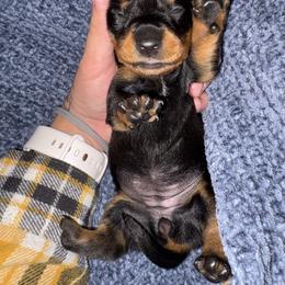 Girl 1 - Black and tan female Dachshund puppy in Gulfport, Mississippi from Candy & Caits Farmstead Mini Doxies