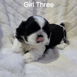 Shih Tzu Puppies from Southern Class Shih Tzu