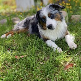 Tasha - Miniature American Shepherd