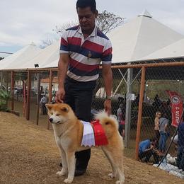 Japanese Akitainus from Winmont Akitas