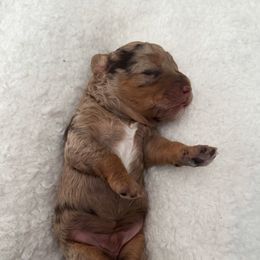 Bernedoodle and Poodle Puppies from Orange Blossom Poodles & Doodles