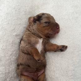 Bernedoodle and Poodle Puppies from Orange Blossom Poodles & Doodles