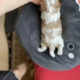 Cavalier King Charles Spaniel and Cavapoo Puppies from Larisa's Cavaliers