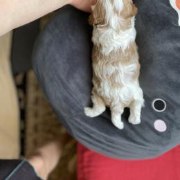 Cavalier King Charles Spaniel and Cavapoo Puppies from Larisa's Cavaliers