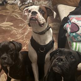 Boxers and Pomeranians from Spivey the grand boxers and poms
