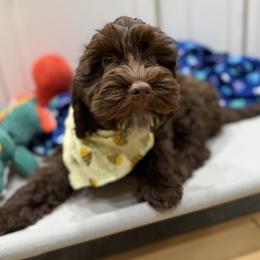 Alby - Chocolate female Australian Labradoodle puppy in Rhode Island from Highland Beach Labradoodles