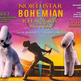 Bedlington Terrier puppies from Northstar Bedlingtons