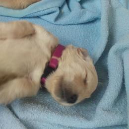 Golden Retriever Puppies from Summer Sun Goldens