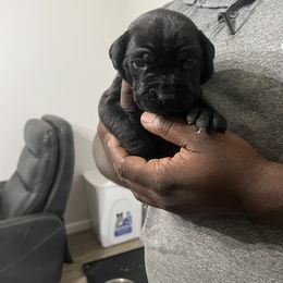 Cane Corso Puppies from Double C Cane Corso Kennel