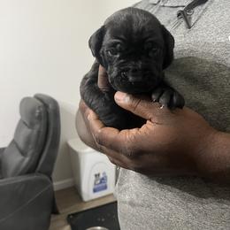 Cane Corso Puppies from Double C Cane Corso Kennel