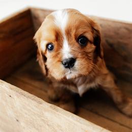 Patrick - Ruby male Cavalier King Charles Spaniel puppy in Le Roy, New York from Heirloom Cavaliers
