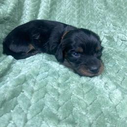 Kepler - Black and tan male Dachshund puppy in Richmond, Virginia from Paw Prints