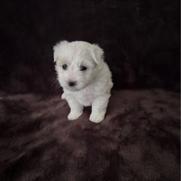 Blossom - White female Coton de Tulear puppy in Timber, Oregon from Sterling’s Sweet Cotons