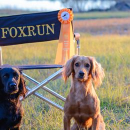 English Cocker Spaniels from Foxrun Gundogs