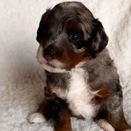 Prancer - Blue merle female Bernedoodle puppy in Pueblo, Colorado from Doodles of the Rockies
