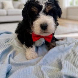 Duke - Tri-color male Bernedoodle puppy in Ormond Beach, Florida from Florida Coast Doodles