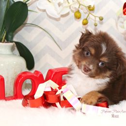 Miniature Australian Shepherd Puppies from Parsons Place Aussies