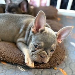 Red - Cream male French Bulldog puppy in Placerville, California from Amber Gomes