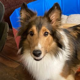 Abby - Shetland Sheepdog