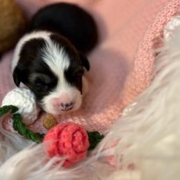 Girl 1 - Black and tan female Pembroke Welsh Corgi puppy in Mountain View, Hawaii from Celtic Corgis