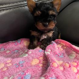 Girl 1 - Black and gold female Yorkshire Terrier puppy in Ocala, Florida from Top Notch Pupz