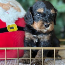 Slogger - Tri-color male Cavapoo puppy in Yuciapa, California from AlltheDoodlez_