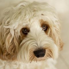 Winston  - Australian Cobberdog