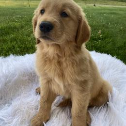 Golden Retriever Puppies from Dixie Goldens