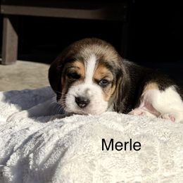 Merle - Black tan and white male Beagle puppy in Mansfield, Missouri from Rippee Creek Kennel