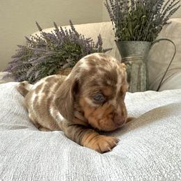 Waylon - Dapple male Dachshund puppy in Karnes County, Texas from Lazzy Z Dachshunds