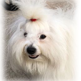 Ouzo - Coton de Tulear