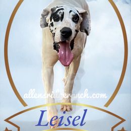 Leisel - Great Dane